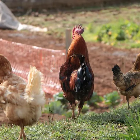 Casa Do Rebelhe Дом отдыха Браганса