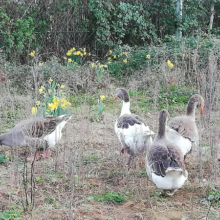 Сasa de vacaciones Casa Do Rebelhe