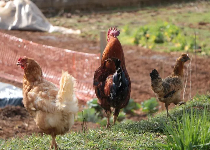 Casa Do Rebelhe 펜션 바라간카