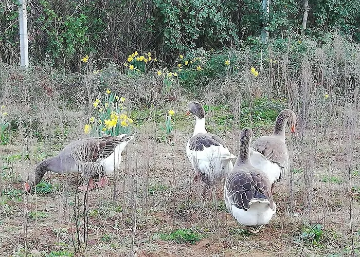 펜션 Casa Do Rebelhe